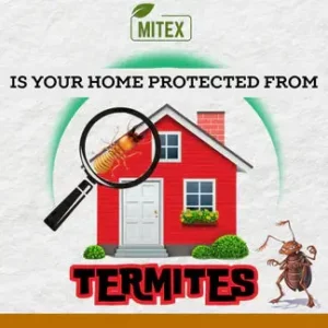 Termite Killer Spray – Effective Pest solution for your home