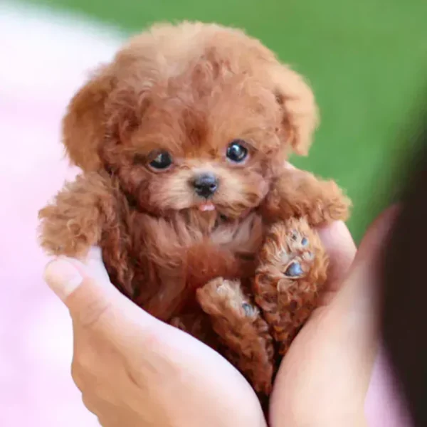 Everyone's Falling in Love With These Puppy Toys