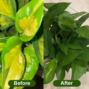 LIMETOW® Chlorophyll Spray