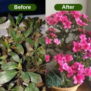 LIMETOW® Chlorophyll Spray