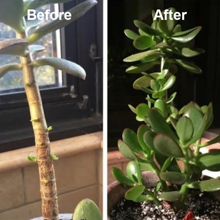 LIMETOW® Weed Killer Spray image LIMETOW® Weed Killer Spray - Image 12