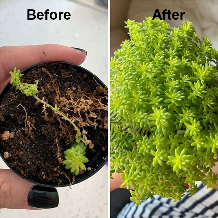 LIMETOW® Weed Killer Spray image LIMETOW® Weed Killer Spray - Image 13