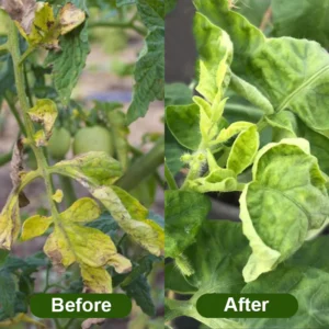 LIMETOW® Chlorophyll Spray