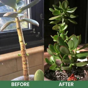 LIMETOW® House Plant Food image LIMETOW® House Plant Food