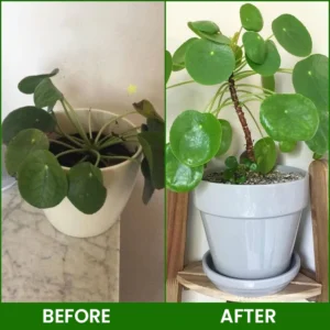 LIMETOW® Botanical Revival Elixir image LIMETOW® Botanical Revival Elixir