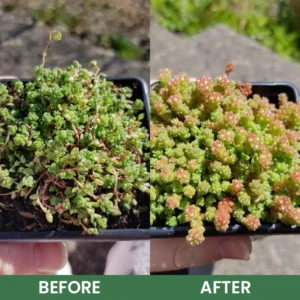 LIMETOW® House Plant Food image LIMETOW® House Plant Food