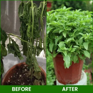 LIMETOW® Botanical Revival Elixir image LIMETOW® Botanical Revival Elixir