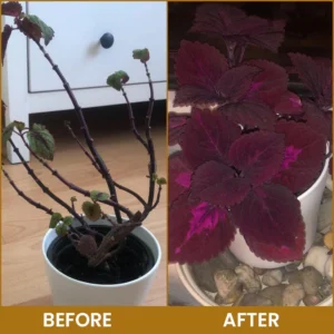 LIMETOW® Bone Meal Powder image LIMETOW® Bone Meal Powder