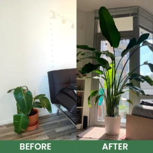 LIMETOW® House Plant Food image LIMETOW® House Plant Food