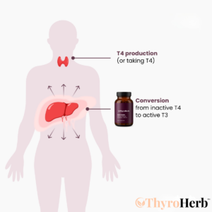 ThyroHerb™ Thyroid & Liver Support Complex