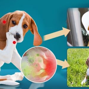 Mullend Yeast Infection Relief For Dogs