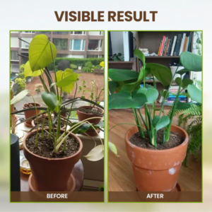 QIAWI Soil Activated Treasure-You Will Be Amazed