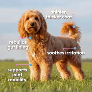 Nature's Paw™ Premium Liquid Collagen