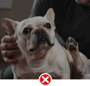 Pet Ear Wash Gentle Ear Cleaning Drops