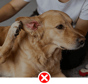 Pet Ear Wash Gentle Ear Cleaning Drops