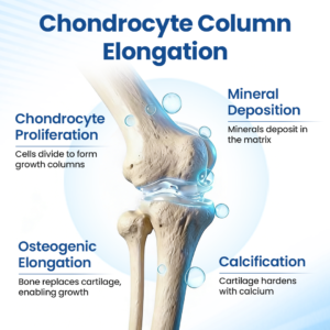 Healrize® GH-Support Height Spray