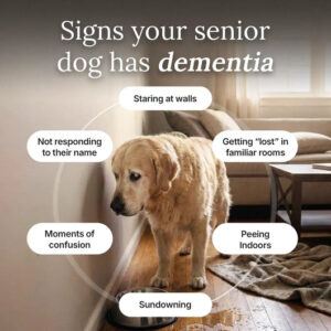 Forever Dog The Science-Backed Protocol for Senior Dog Dementia
