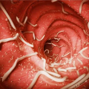 ParaBalance GutFlow Effective Parasite Elimination